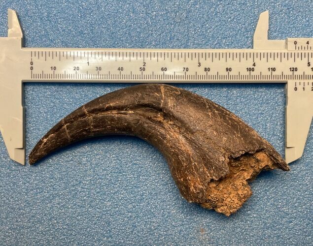 Spinosaurid Dinosaur (Suchomimus) Hand Claw - Niger #245482